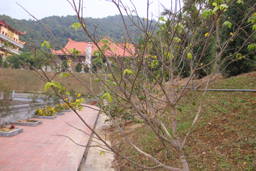Quảng[-]Ninh:[-]Phát[-]động[-]mỗi[-]người[-]dân[-]trồng[-]một[-]cây[-]mai[-]vàng[-]Yên[-]Tử[-]